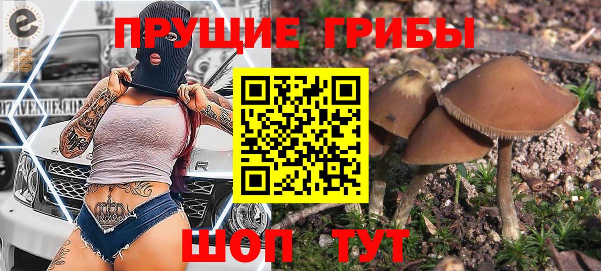 Псилоцибиновые грибы Cubensis Кунгур
